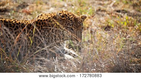 In South Africa Kruger Natural Park Wild Leopard