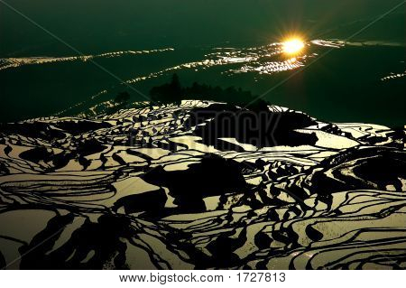 Rice_Fields_01