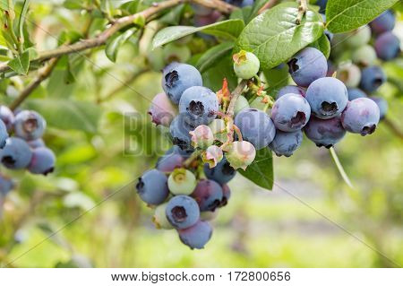 closeup of northblue blueberry plant with ripe berries