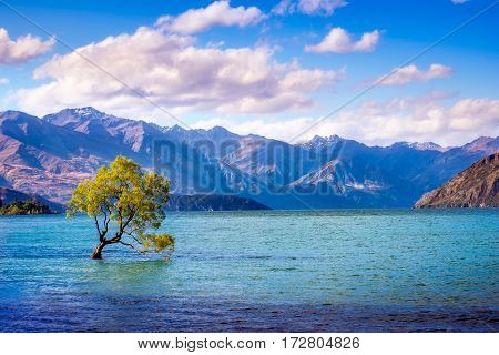 Landscape View Of That Wanaka Tree, New Zealand