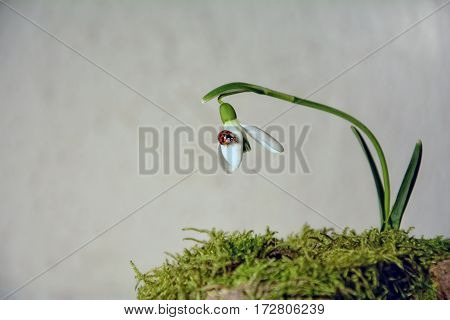One Ladybird on a snowdrop ( Galanthus )  before bright background, with moss ground