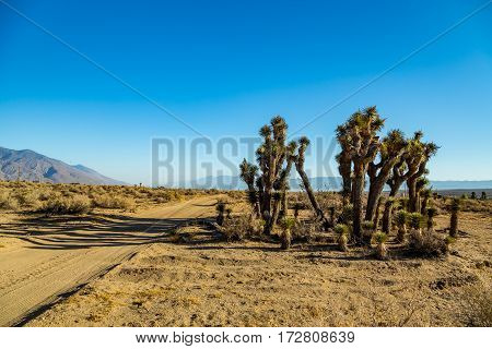 The Joshua Tree