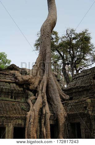 Ruins overgrown by huge tree Ta Prohm temple. Angkor Siem Reap. Cambodia.