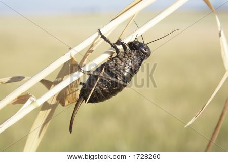 Gafanhoto (Locusta Viridissima) em um campo de trigo