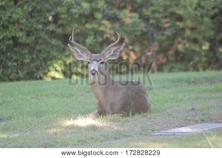 Male mule deer with large antlers lounging under a tree