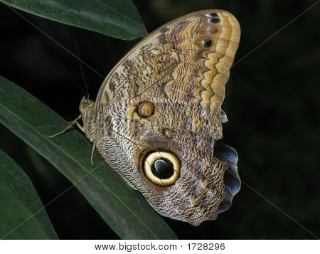 Motyl