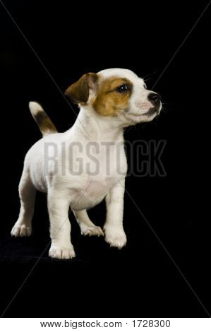 .Jack Russell Growling