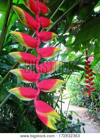 Heliconia Rostrate plant hanging in the Jungle