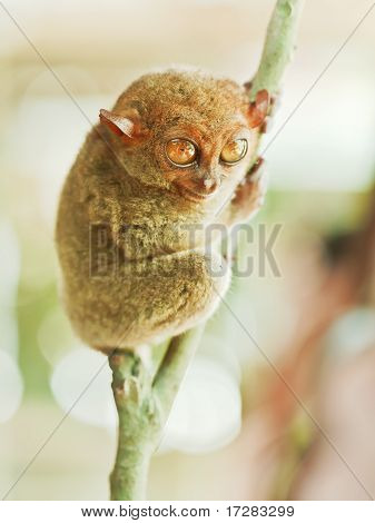 Phillipine Tarsier