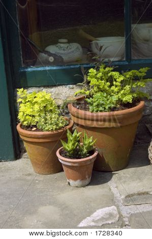 .Three Planters