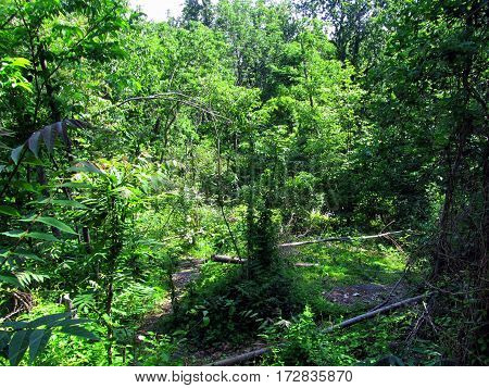 Culp's Hill Woods, Getysburg national military park, Getysburg Pennsylvania