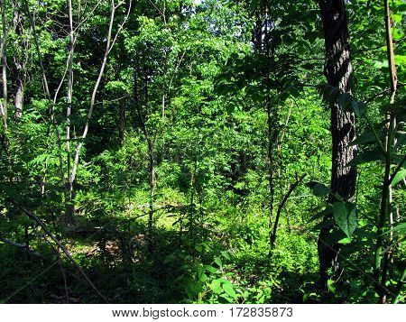 Scenic Woods on Culp's Hill, Getysburg national military park, Getysburg Pennsylvania