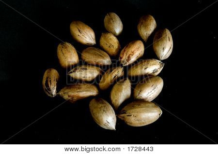 .Pecan Nuts On Black