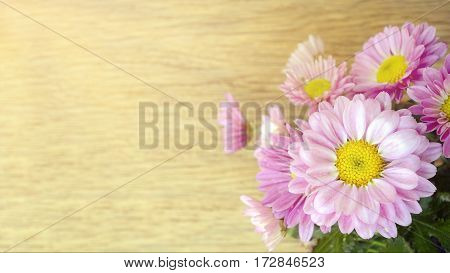 Spray Type Of Pink Chrysanthemum In Closed-up.