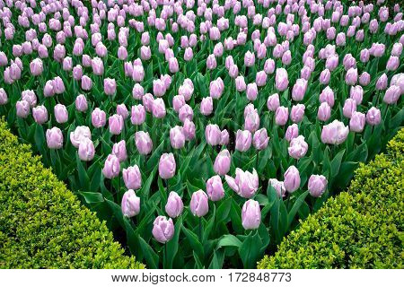 Park Street flora flowers tulips colorful flowers flowers in the open air