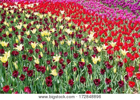 Park Street flora flowers tulips colorful flowers flowers in the open air
