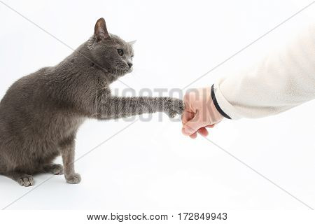 gray cat touches paw with claws the hand of the man