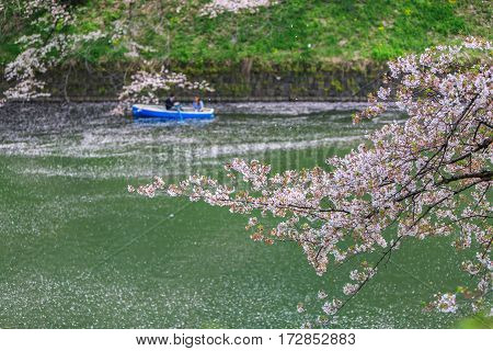 Chidorigafuchi park during the spring season this area is popular sakura spot at Tokyo Japan.
