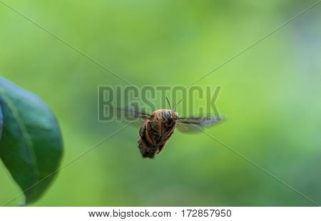 honey bees fly around the green background