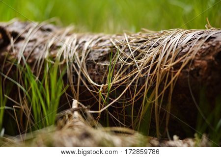 Young green grass and dry grass on a trunk in the forest