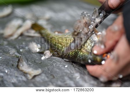 Firsherman Gut And Clean Freshly Caught Fish, Washing Sink, Cleaning Scales