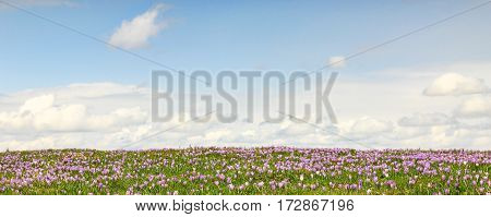 Field of wild purple crocuses with sky and clouds in background