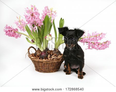 Russian Toy with flower in front of white background dress whit orange