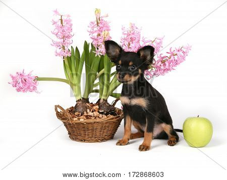 Russian Toy with flower in front of white background dress whit orange