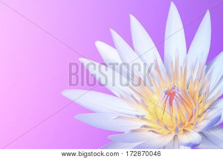 Soft blurred blooming white lotus flower on gradient pink purple background
