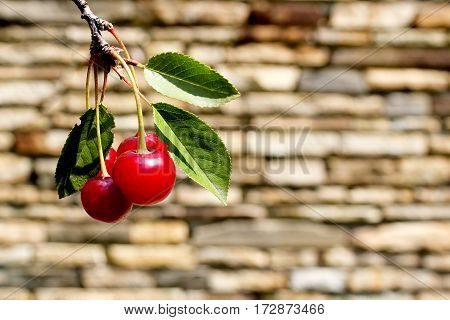berries cherries on the tree against the background of a stone fence