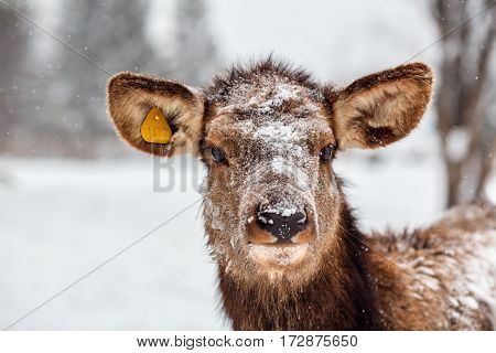 VISIM NATURE RESERVE/ RUSSIA - JANUARY 6, 2017. A deer from Visim strict natural reserve situated in the low Middle Ural Mountains in Russia .