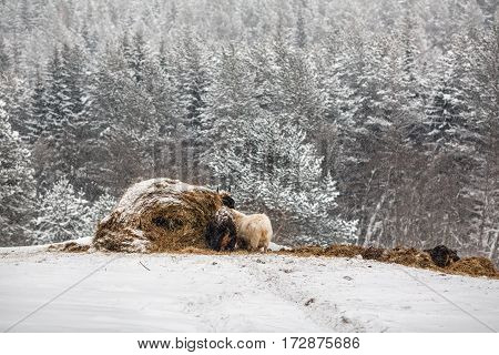 Animals around the hay stacks on a farm in the low Middle Ural Mountains near the village Visim in Sverdlovsk region of Russia.