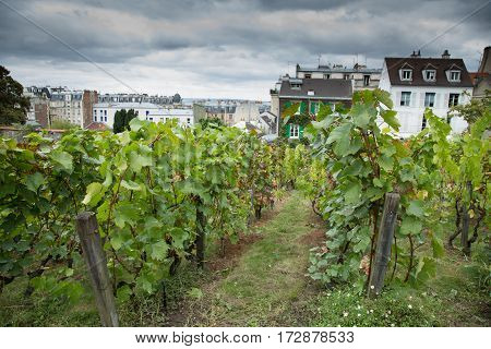 Green vineyard of Montmartre in rainy day Paris France.