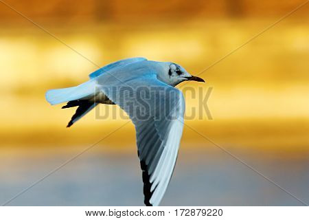 black headed gull in flight in winter plumage ( Chroicocephalus ridibundus )