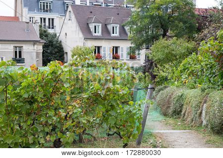 Old vineyard and beautiful houses on Montmartre hill Paris France.