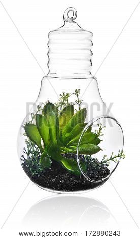 Green Plants In The Middle Of The Transparent  Bulb.