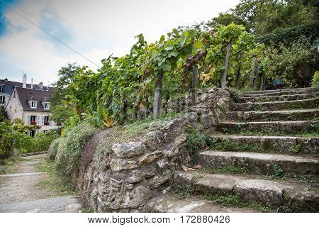 Old stairs on vineyard of Montmartre Paris France.