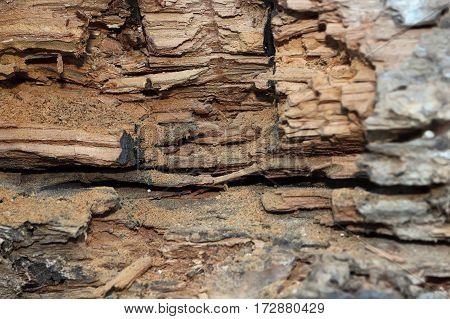 oak wooden beam damaged by fungus and insect attack
