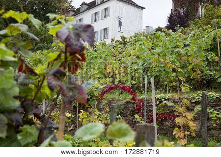View On Museum Of Montmartre From Vineyard.