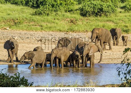 big group of elephants drinking in the riverbank in Kruger park, South Africa