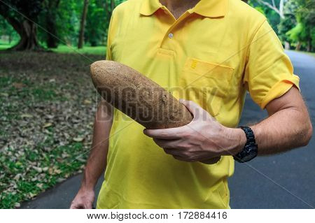 Fruit of Sausage tree or Kigelia africana