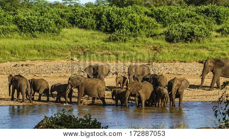 group of african bush elephants drinking at the riverbank, in Kruger Park, South Africa