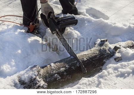Lumberjack cuts a tree limb into pieces in a forest in the snow. 
Sawing felled tree into pieces