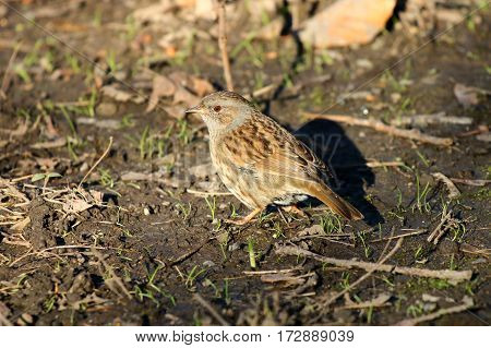 A dunnock or Hedge sparrow foraging in soil