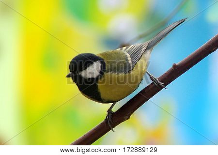 a wild tit on a branch winter food
