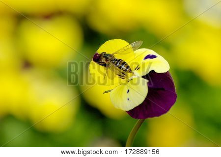 wasp on flowers in a sunny day