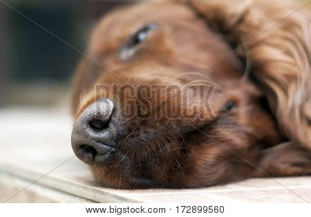Noze of a sleeping lazy Irish Setter dog