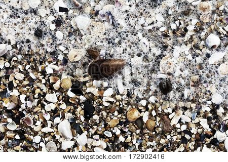 Empty seashells on the Black Sea coast