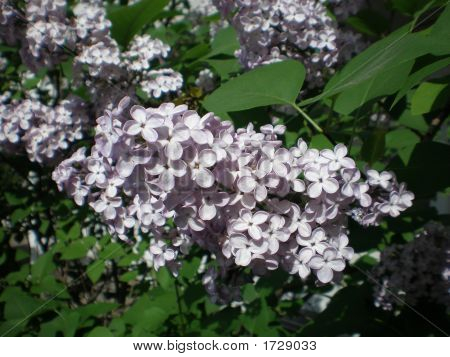 fleurs bleuâtres