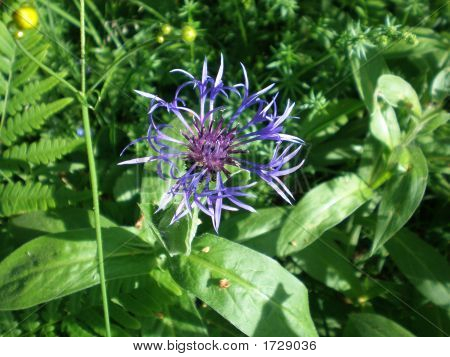 belle fleur multicolore